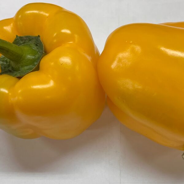 Перец болгарский