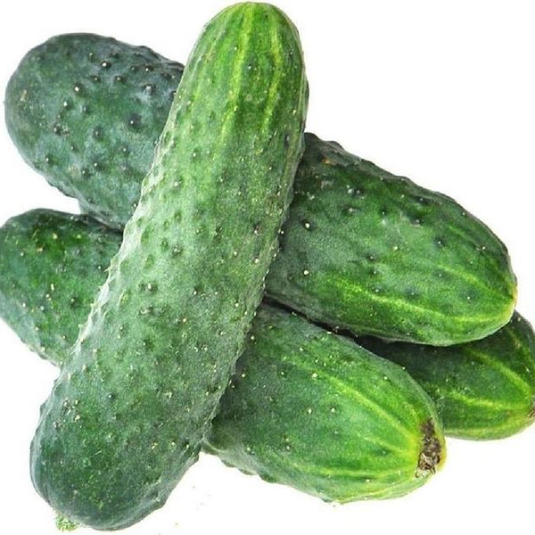 Огурцы свежие короткоплодные ТМ Выборжец