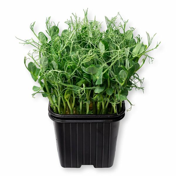 Микрозелень гороха в горшочке