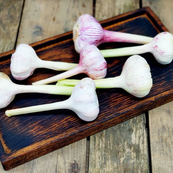 Чеснок молодой