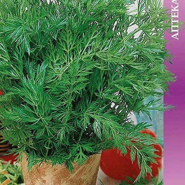 Семена Тмин Обыкновенный аппетит ТМ Поиск