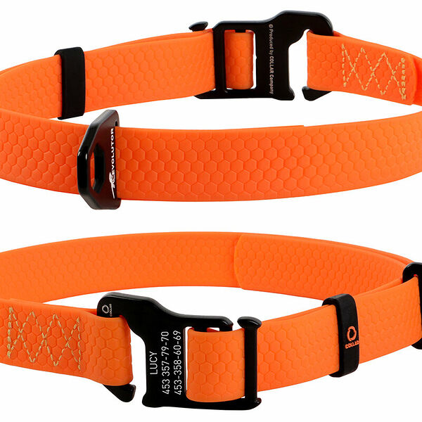 Collar ошейник 