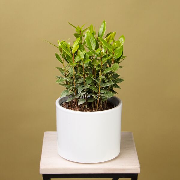 Лавр (D-14, H-40)