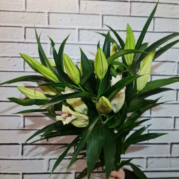 Лилия белая, высота 60см, 3шт