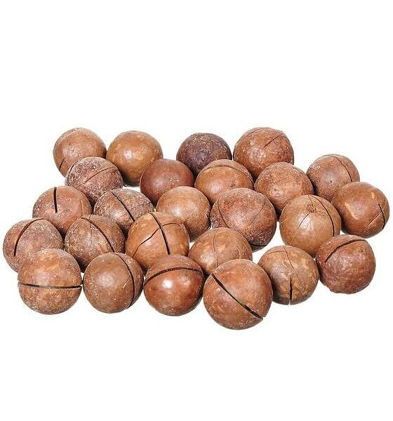 Орех Макадамия