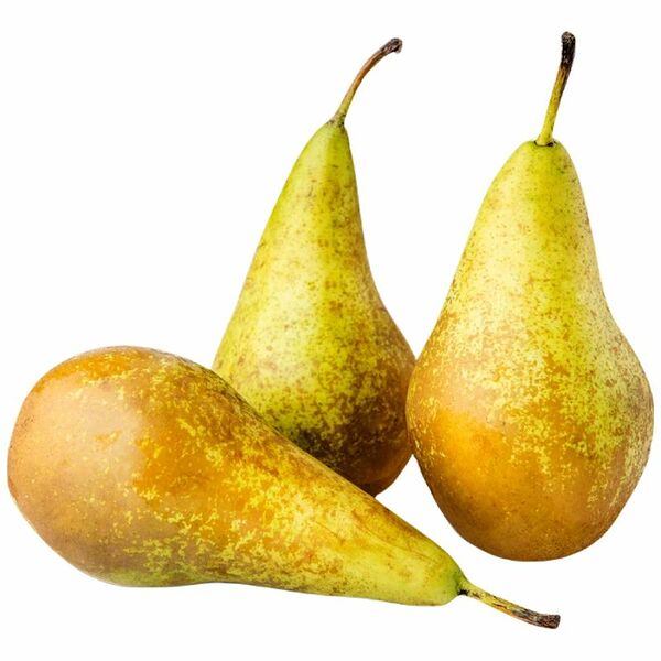 Груши Конференция