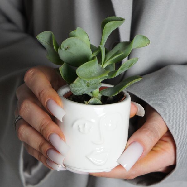 Суккулент мини