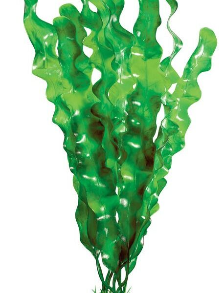 Laguna растение 