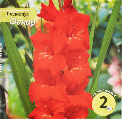 

Семена гладиолус оскар 10/12