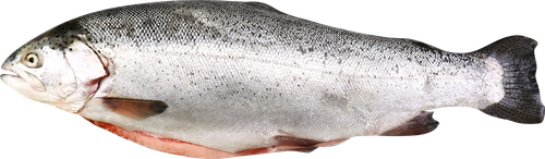 

Форель Эко Карельская потр с/г охл вес до 3.0 кг