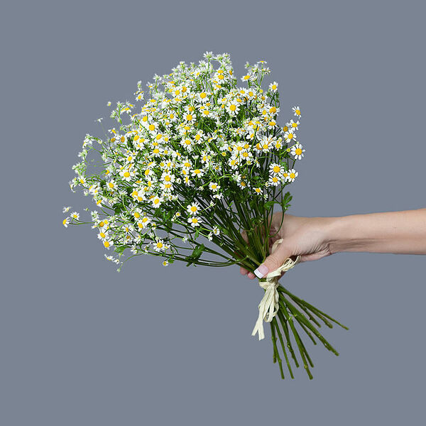 Монобукет из 15 стеблей Танацетума