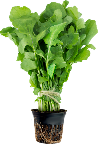 Руккола свежая, в горшочке