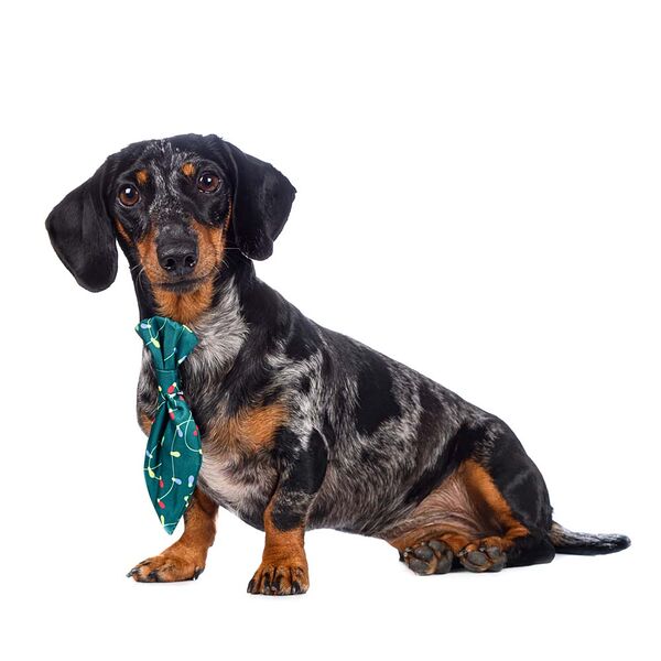 Галстук для собак зеленый светящийся Led