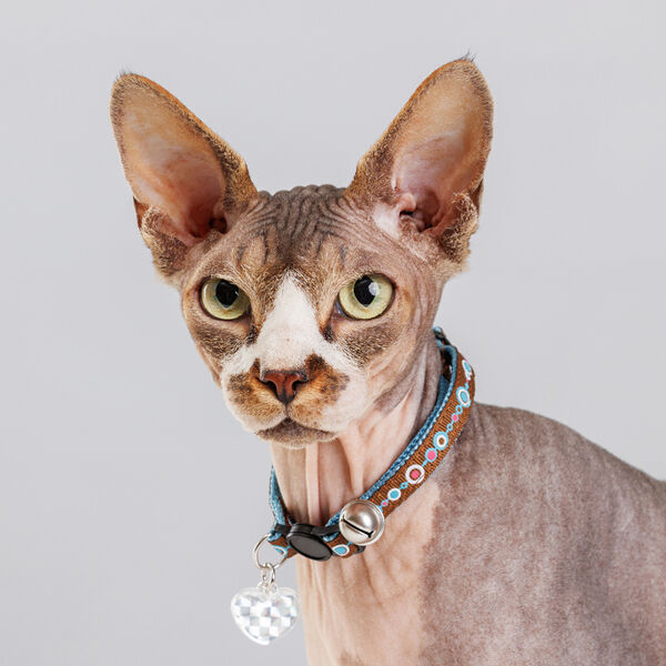 Ошейник нейлоновый со светоотражающим адресником для кошек, 1х30 см, голубой