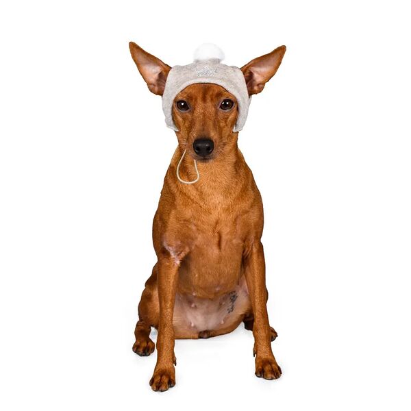 Шапочка зимняя универсальная для собак S капучино (унисекс)