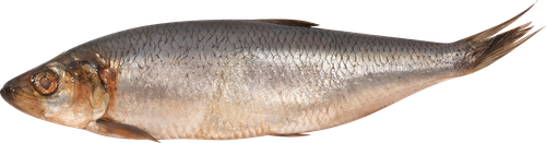 

Сельдь специального посола Лента Fresh неразделанная в солевой заливке весовая