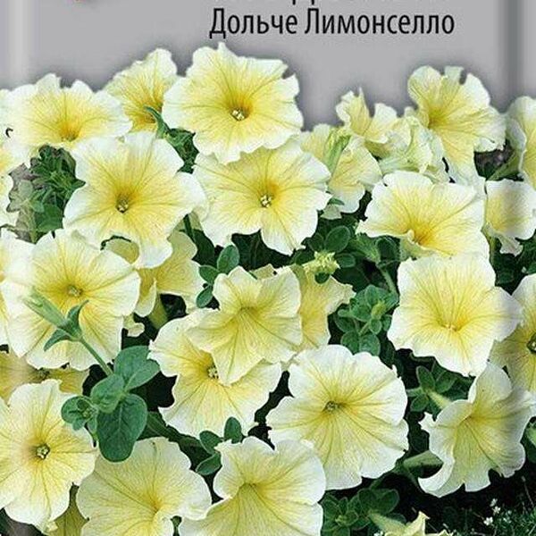 Семена Петуния Дольче лимонселло  ТМ Поиск