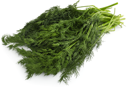 

Укроп Лента свежий 100 г