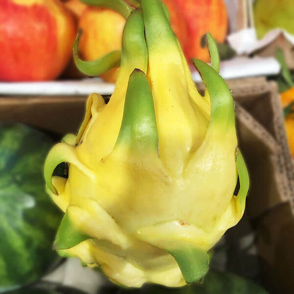 Питахая желтая