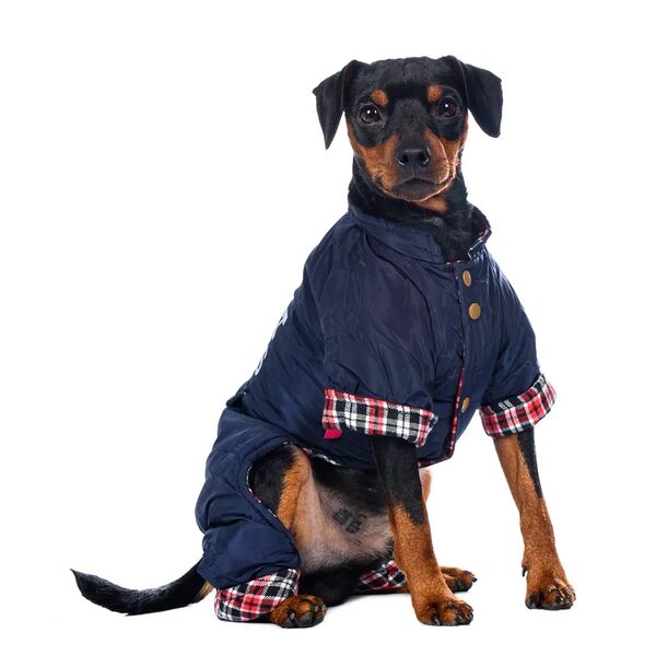 Комбинезон для собак M синий (унисекс)