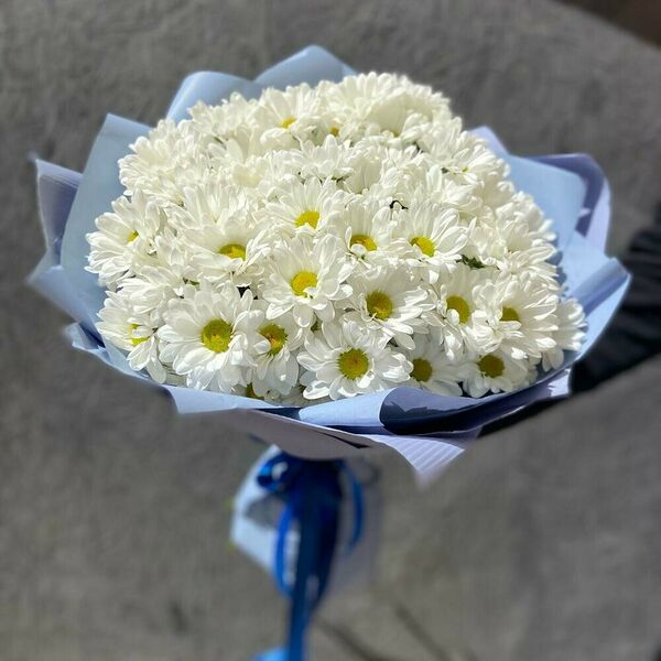 11 кустовых хризантем