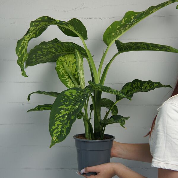 Диффенбахия