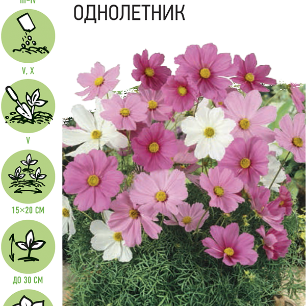 Семена УДАЧНЫЕ СЕМЕНА Космея Парящая звезда, смесь, 0,5г