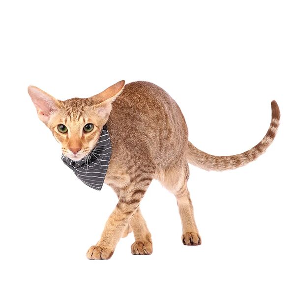 Ошейник с банданой Relax 10/32 в полоску серый