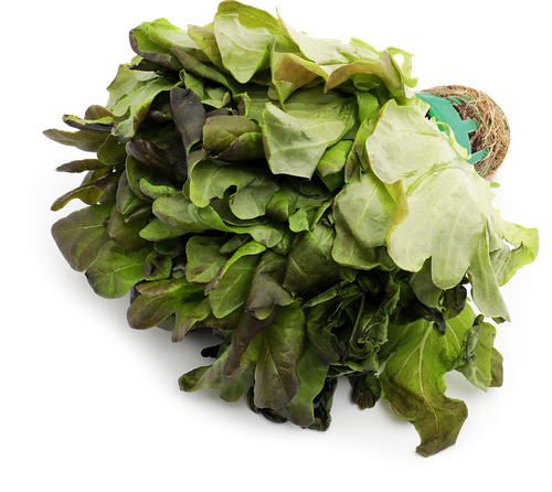 Салат Дуболистный красный