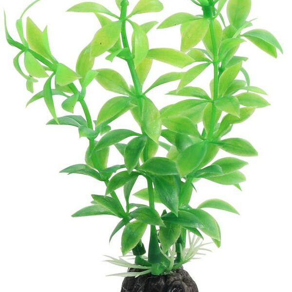 Laguna растение 