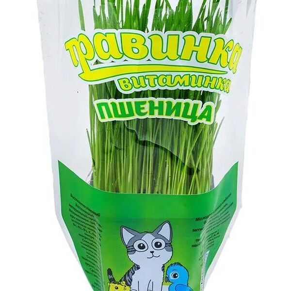 Лакомство для любых кошек Свежая травка Травинка-витаминка Пшеница в квадратном горшочке 7*7*8 см 150 гр