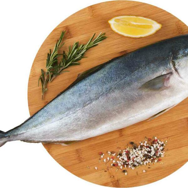 Лакедра замороженная