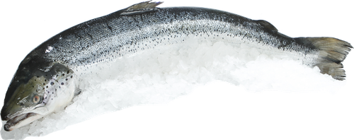 

Лосось атлантический с/г 1-4кг охл вес до 3.0 кг