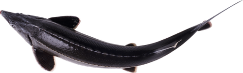 

Стерлядь живая, весовая