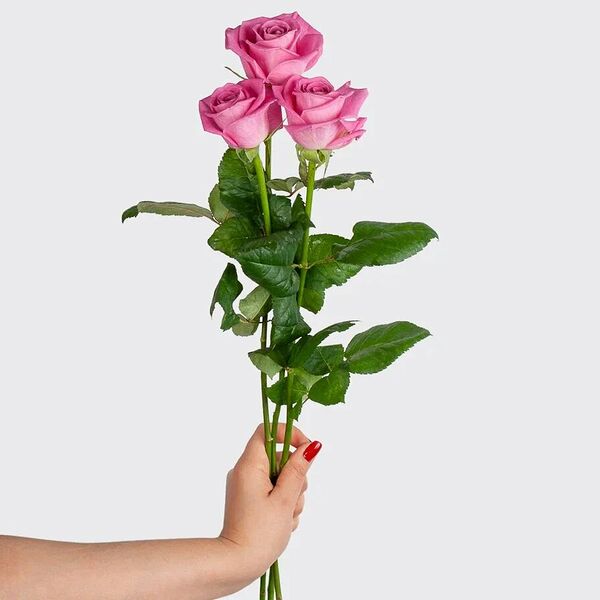 Роза розовая 60 см, 3 шт.