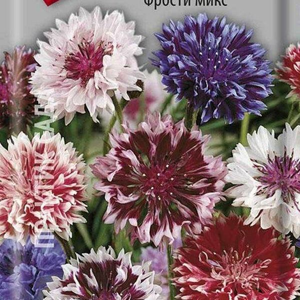 Семена Василек Фрости