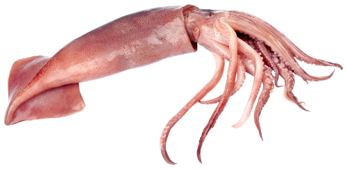 

Кальмар неочищенный, тушка, свежемороженый, весовой