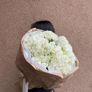 Гортензии белоснежные