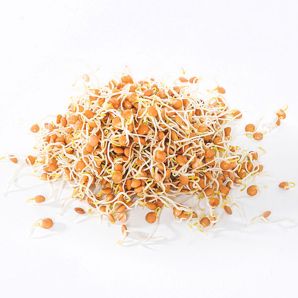 Проростки красной чечевицы