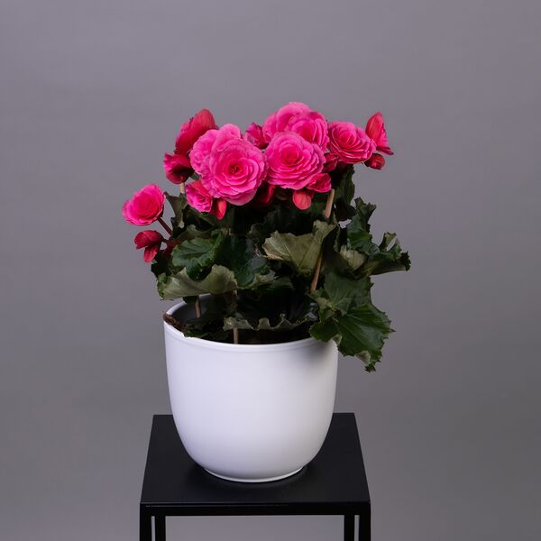 Бегония Элатиор Берсеба (D-14, Н-30)