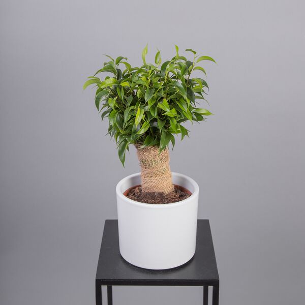 Фикус Бенжамина Грин Кинки в джуте (D-12, Н-40)