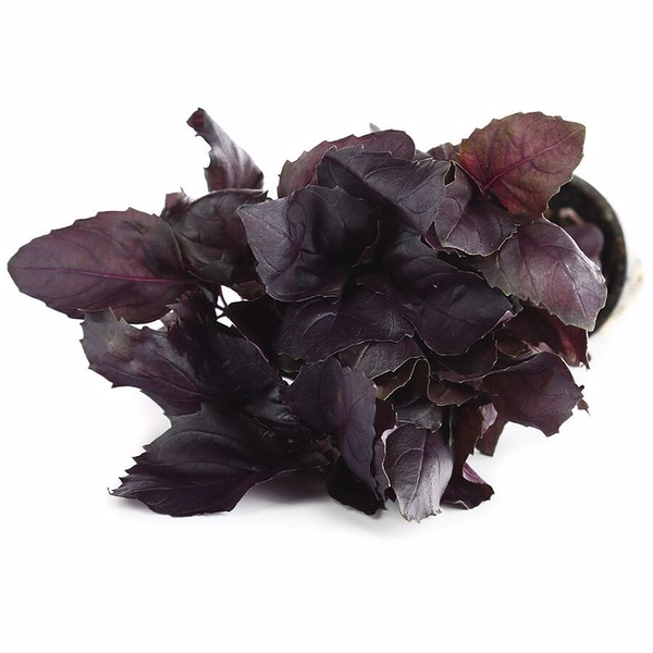 Базилик Премиум в горшочке ТМ Metro Chef (Метро Шеф) 