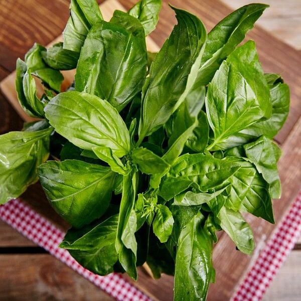 Базилик зеленый, 40гр