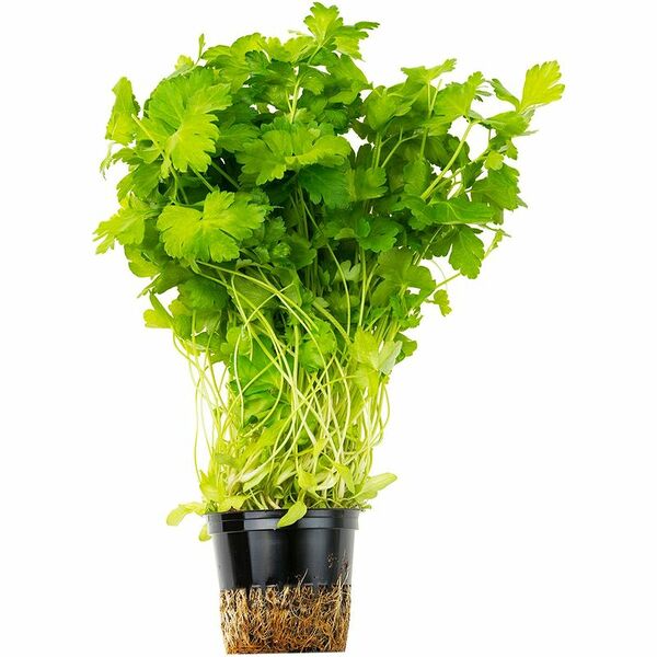Петрушка в горшке 1шт