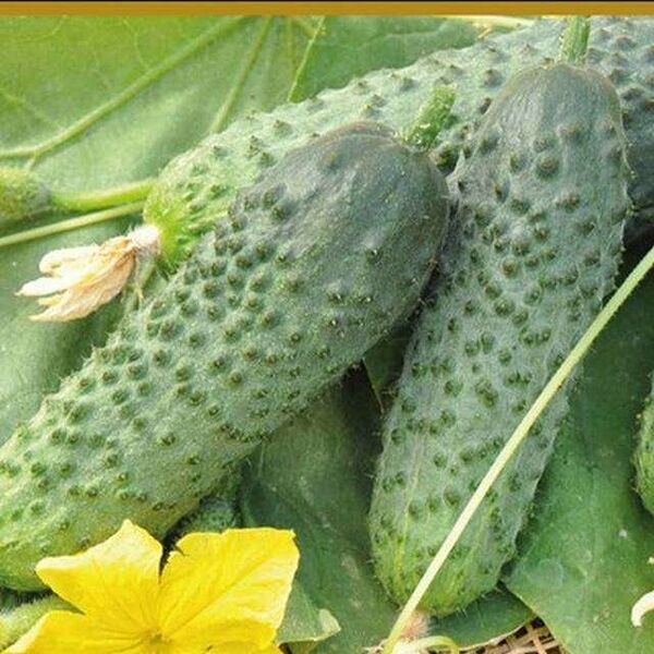 Семена Огурец Кристина ТМ Поиск