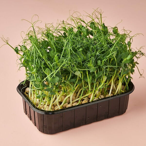 Микрозелень гороха