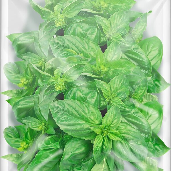 Базилик зеленый свежий