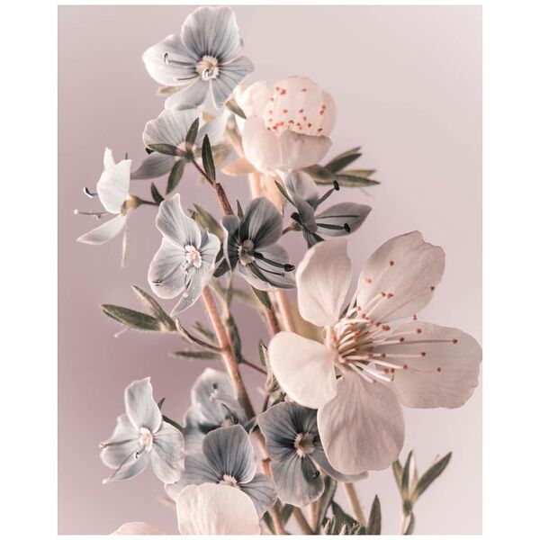 Картина на стекле Postermarket Весенние цветы, 40х50 см