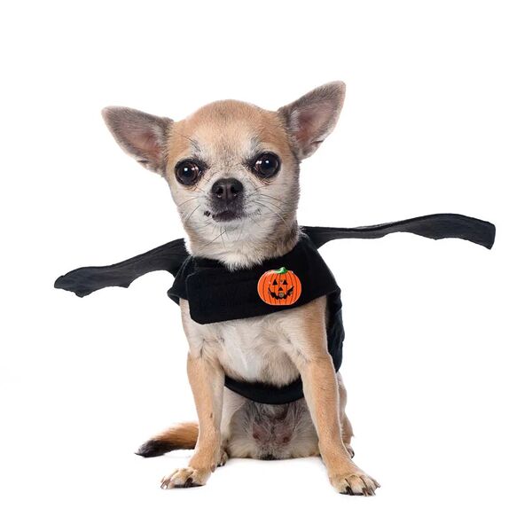 Костюм светящийся Led для собак Летучая мышь L черный (унисекс)