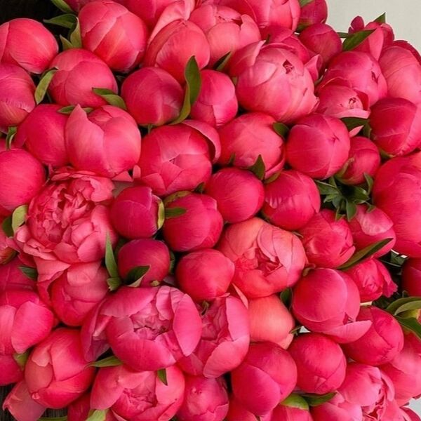 Букет из 51 кораллового пиона